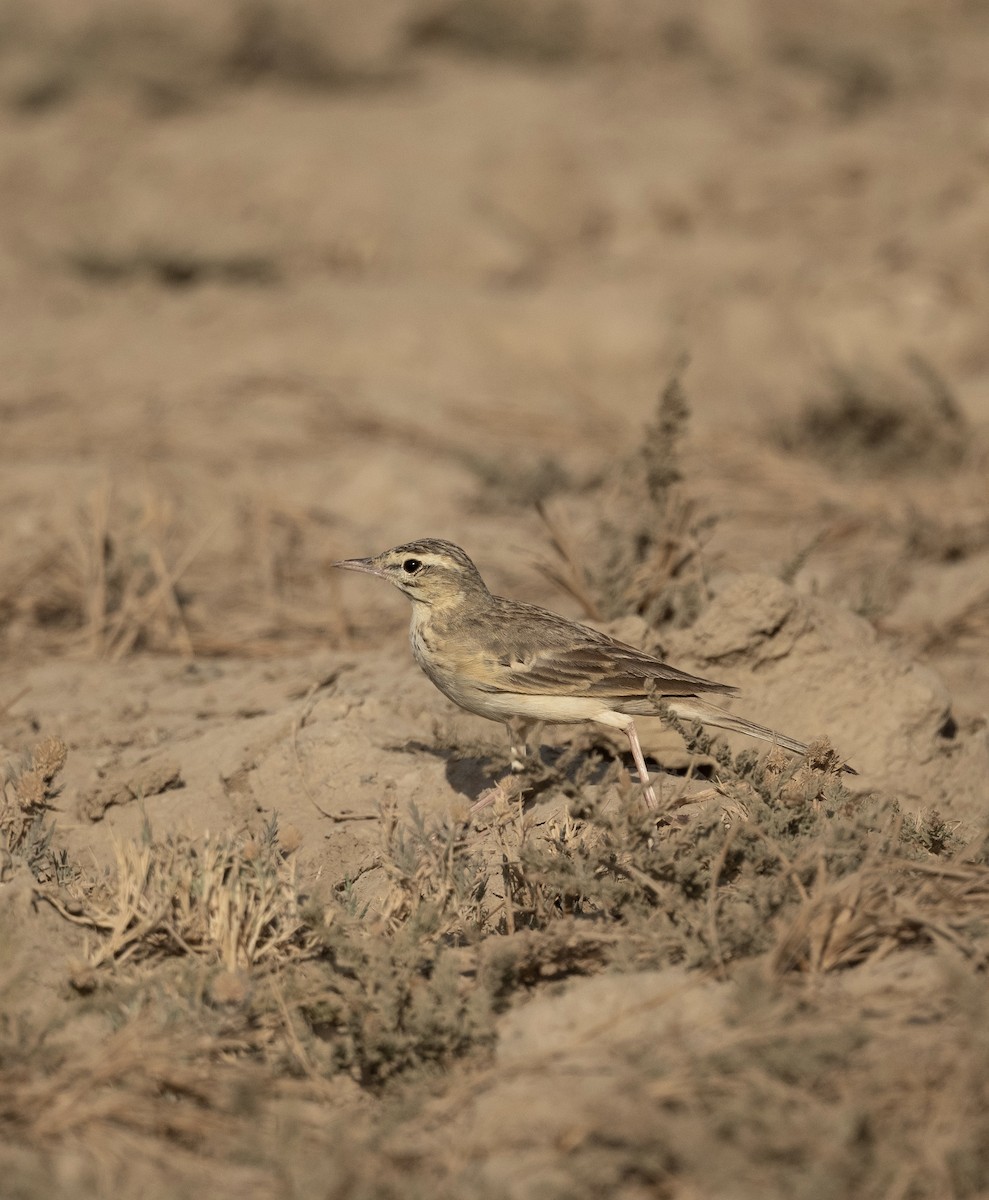 Tawny Pipit - ML623205470