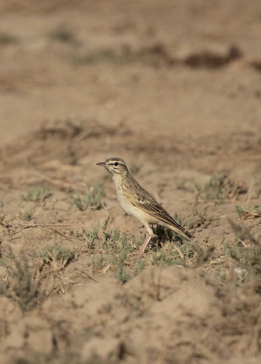 Tawny Pipit - ML623205471