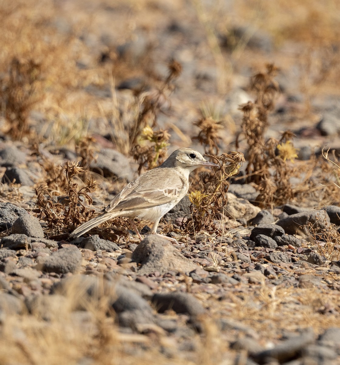 Tawny Pipit - ML623205472