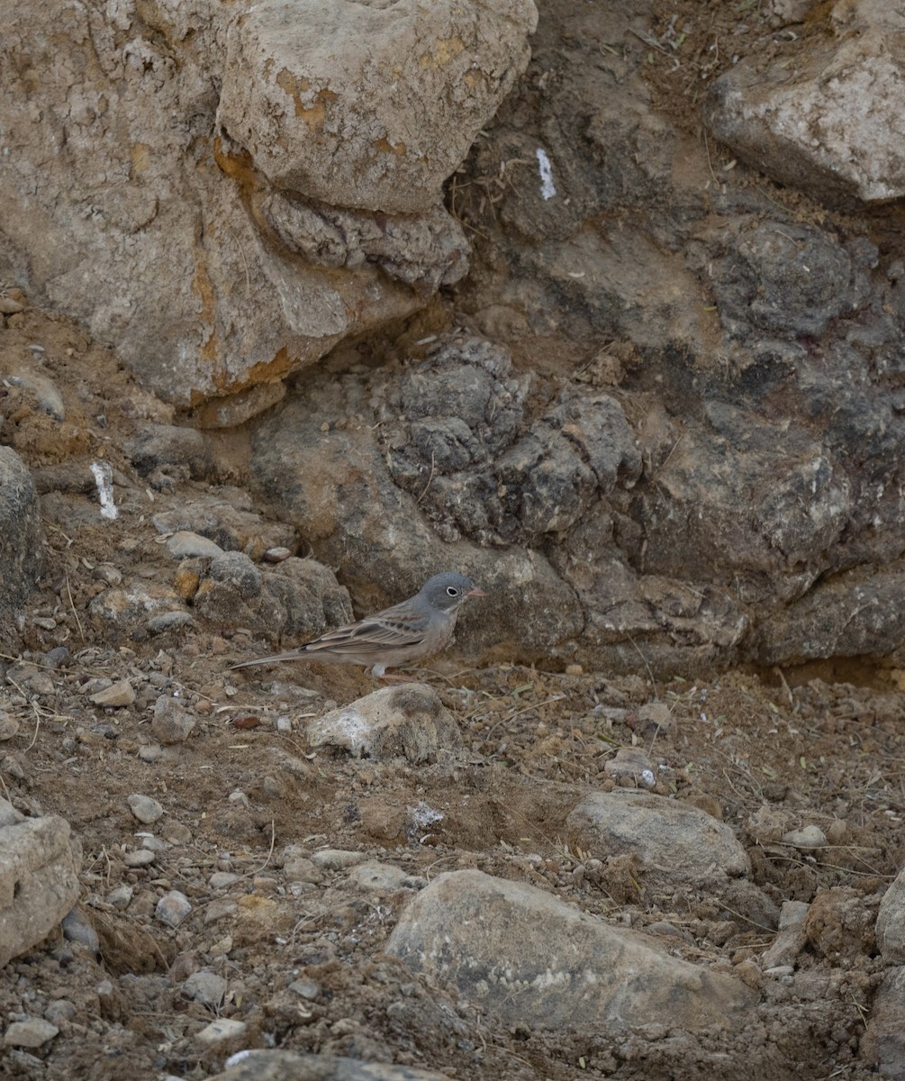 Gray-necked Bunting - ML623205476