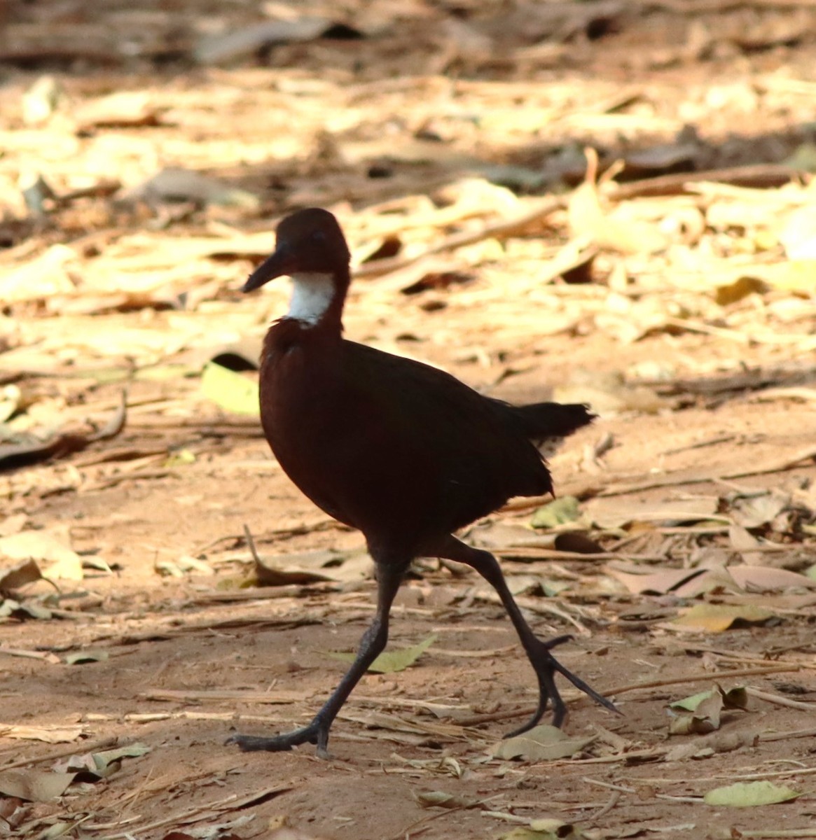 White-throated Rail - Michael Mosebo Jensen