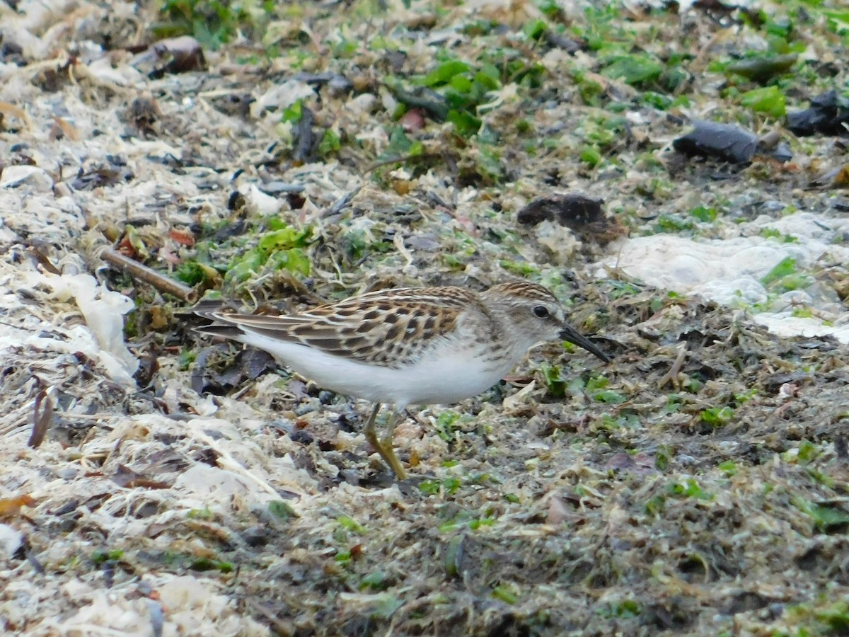 Least Sandpiper - Luis Mendes