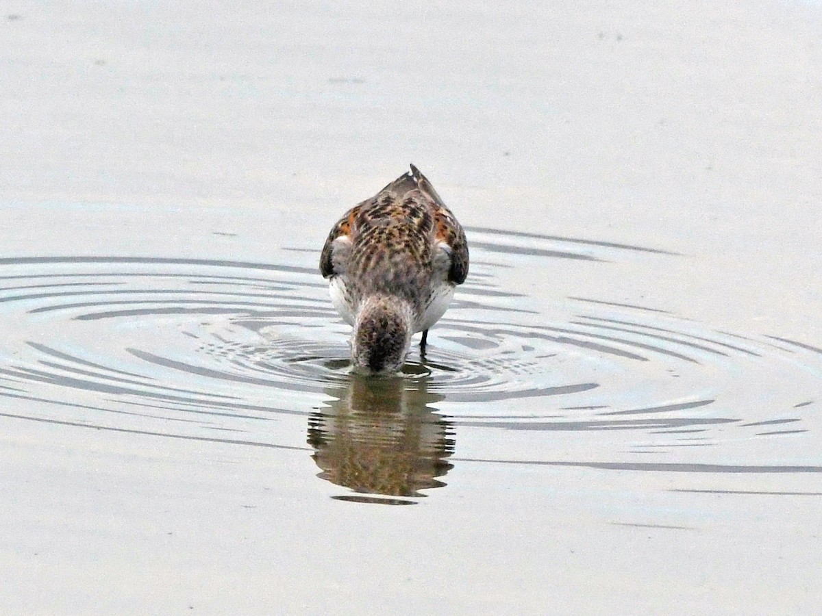 Western Sandpiper - ML623205742