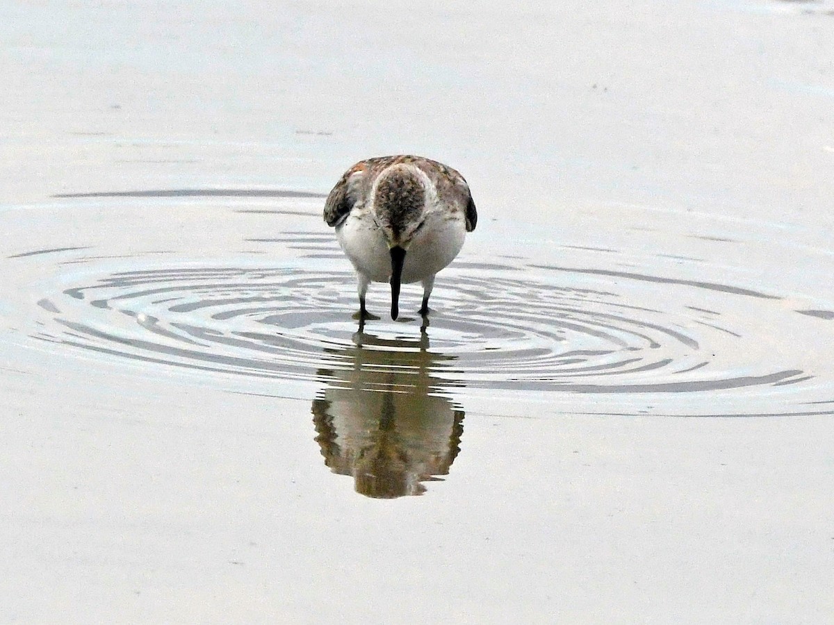 Western Sandpiper - ML623205743