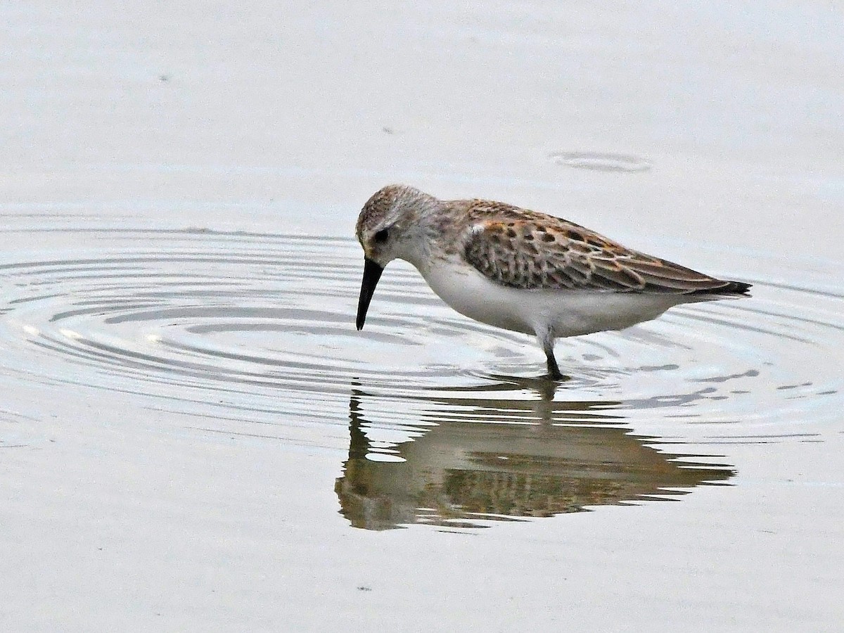 Western Sandpiper - ML623205744