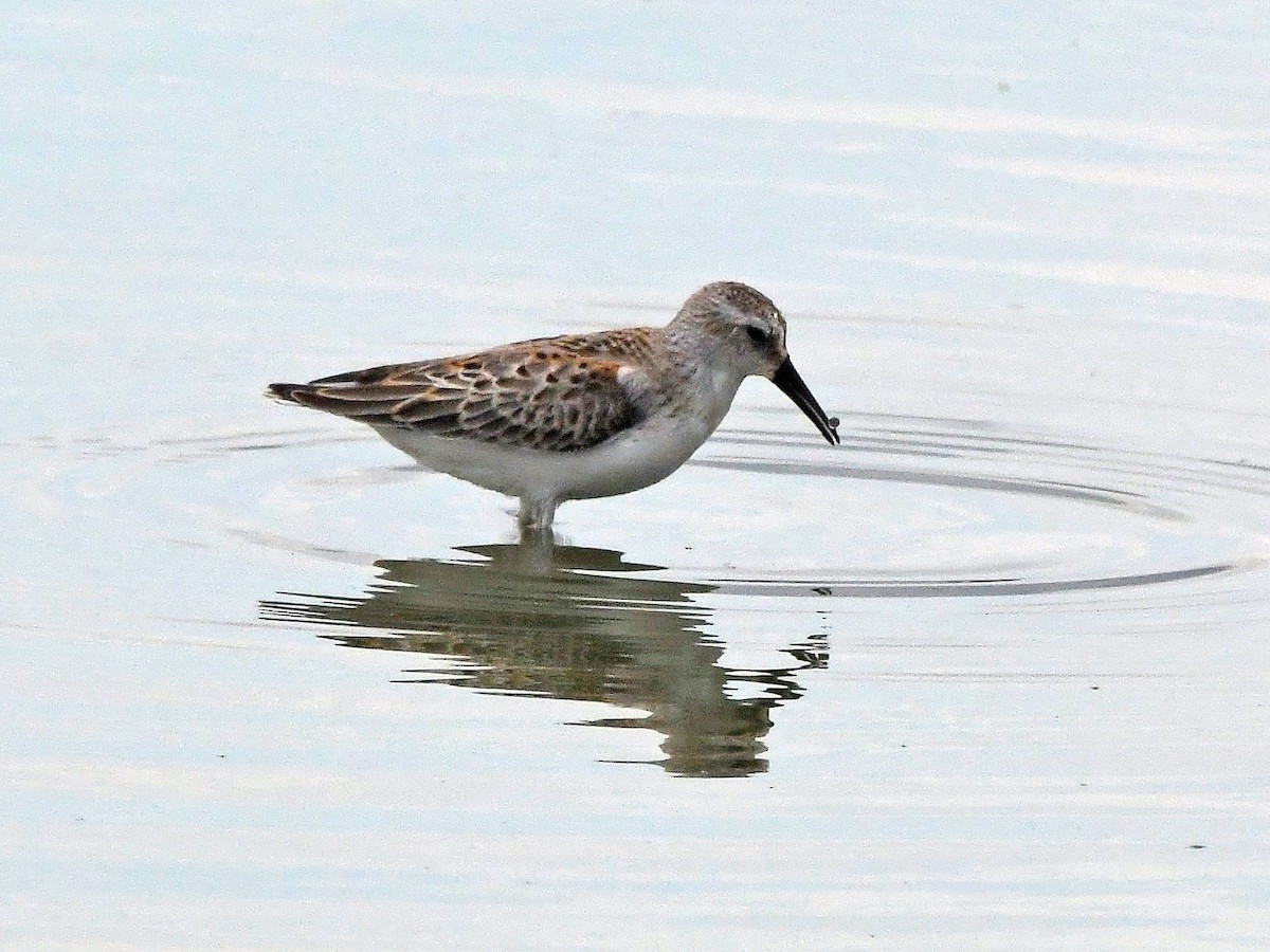 Western Sandpiper - ML623205745