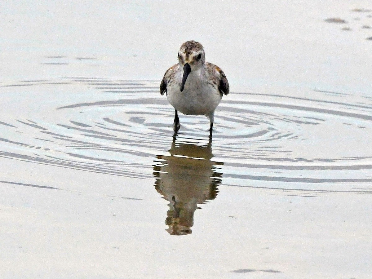 Western Sandpiper - ML623205746