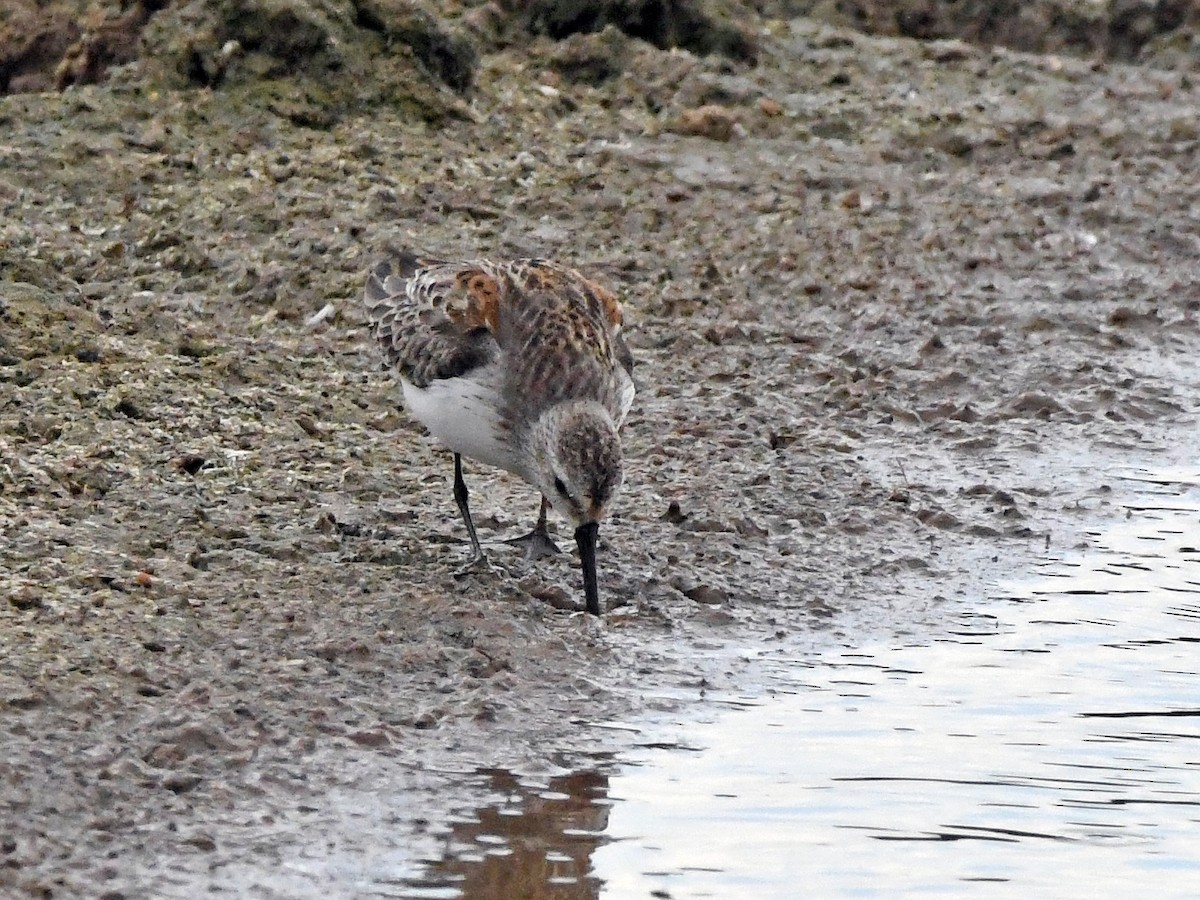 Western Sandpiper - Joel McNeal