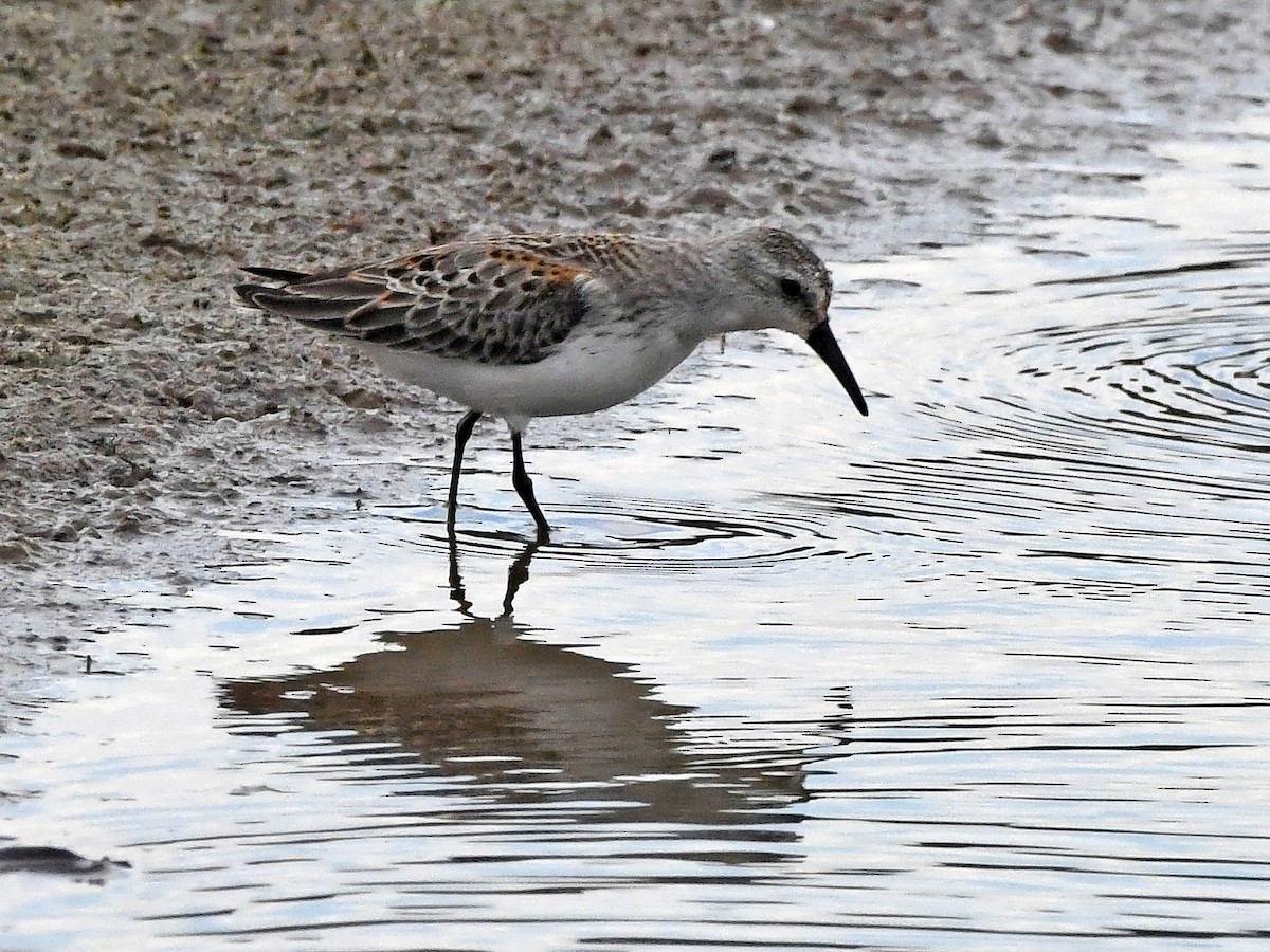 Western Sandpiper - ML623205748