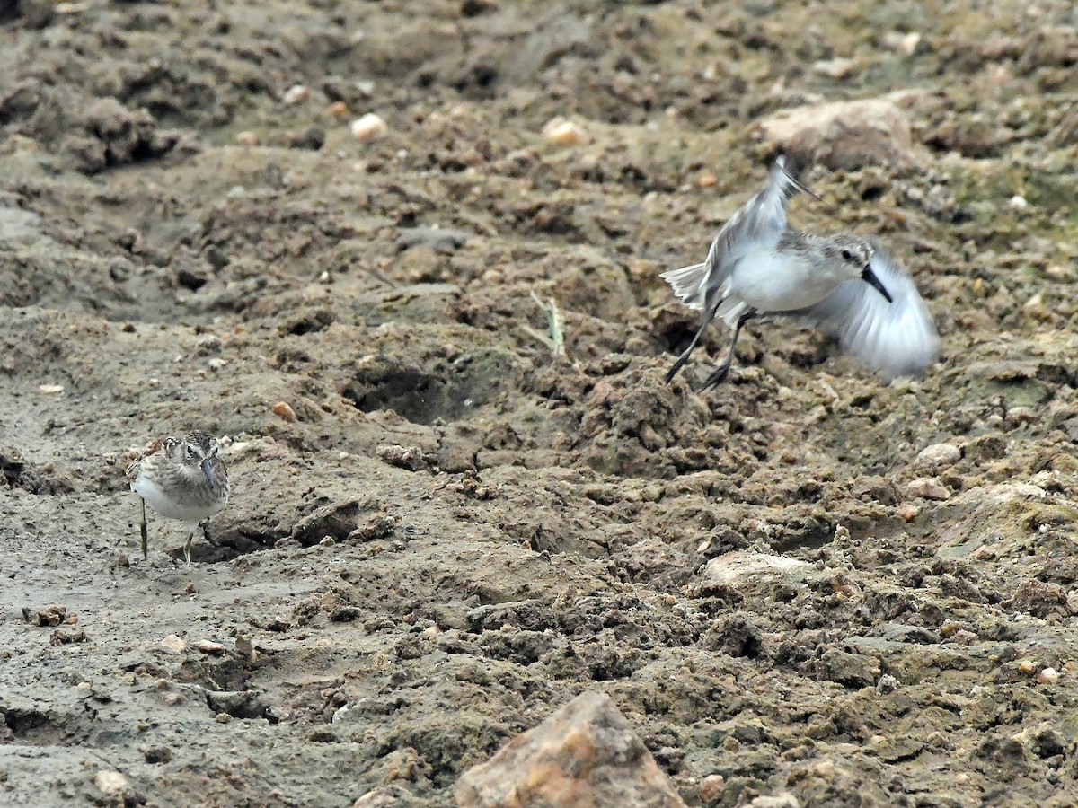 Western Sandpiper - ML623205749