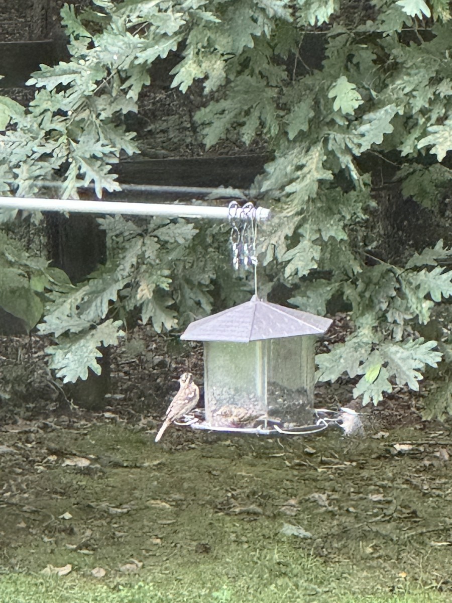Rose-breasted Grosbeak - ML623205758