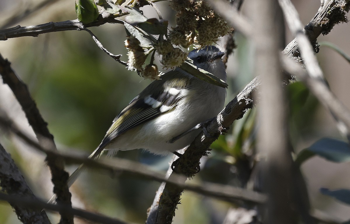 White-banded Tyrannulet - ML623205793