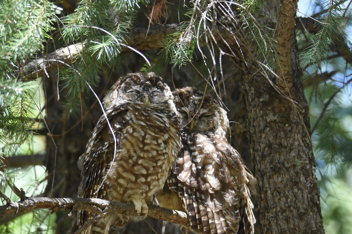 Spotted Owl (Mexican) - ML623205807