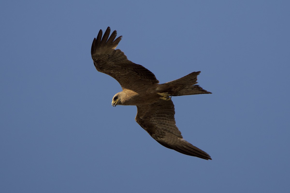 Black Kite - ML623205809