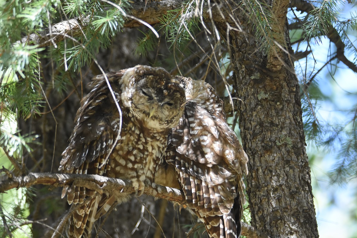 Spotted Owl (Mexican) - ML623205823