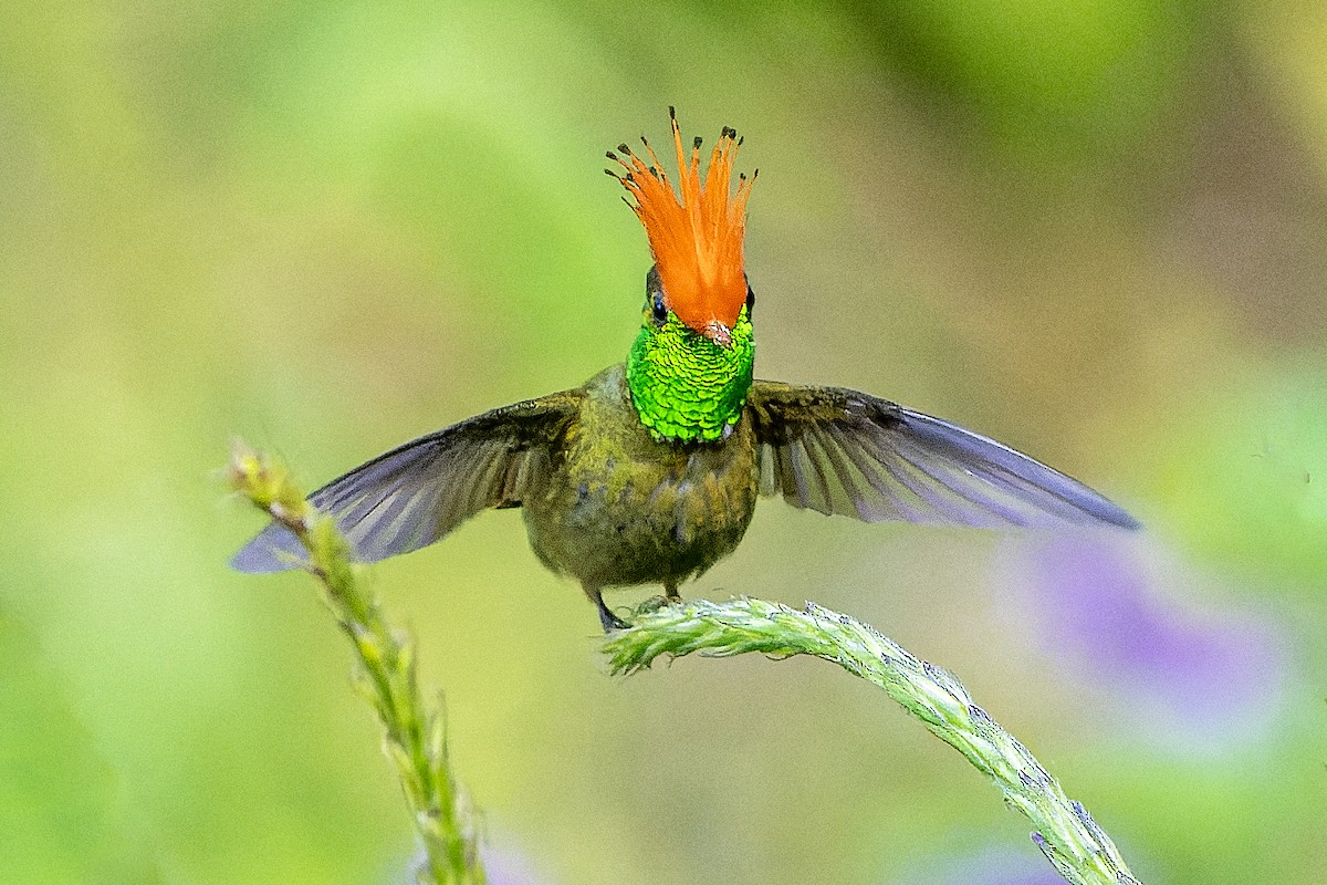 Rufous-crested Coquette - ML623205851