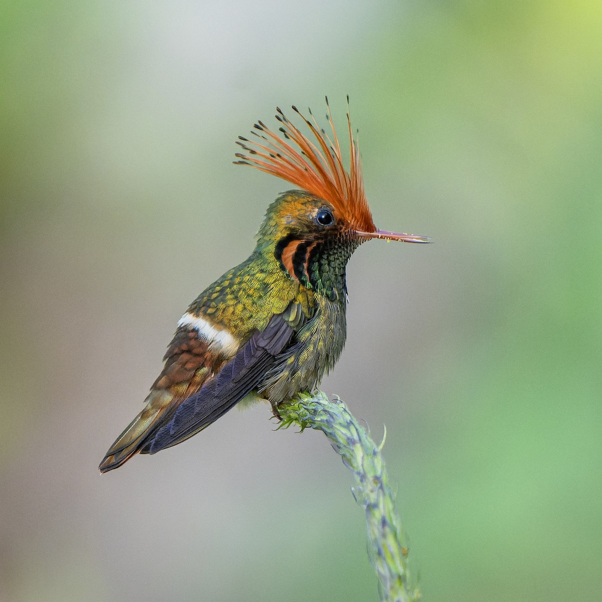 Rufous-crested Coquette - ML623205934