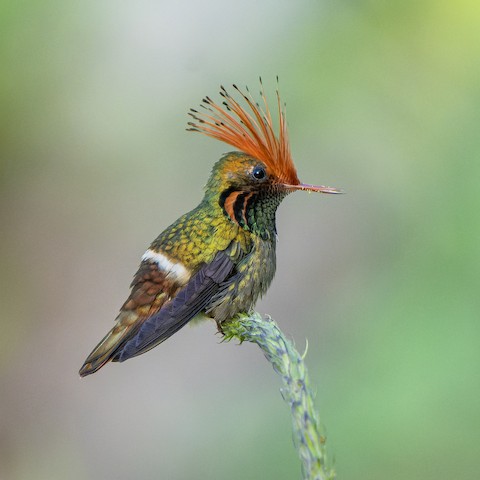 Rufous-crested Coquette - Lophornis delattrei - メディア検索