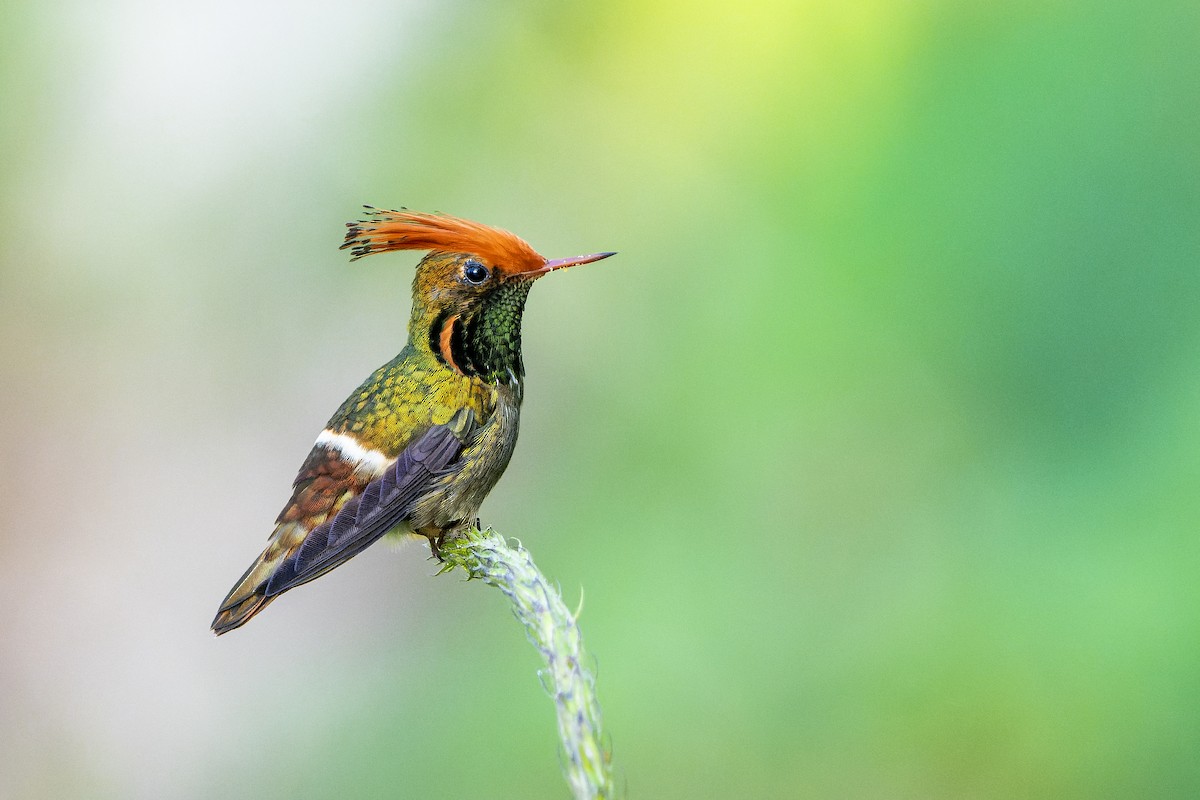 Rufous-crested Coquette - ML623205937