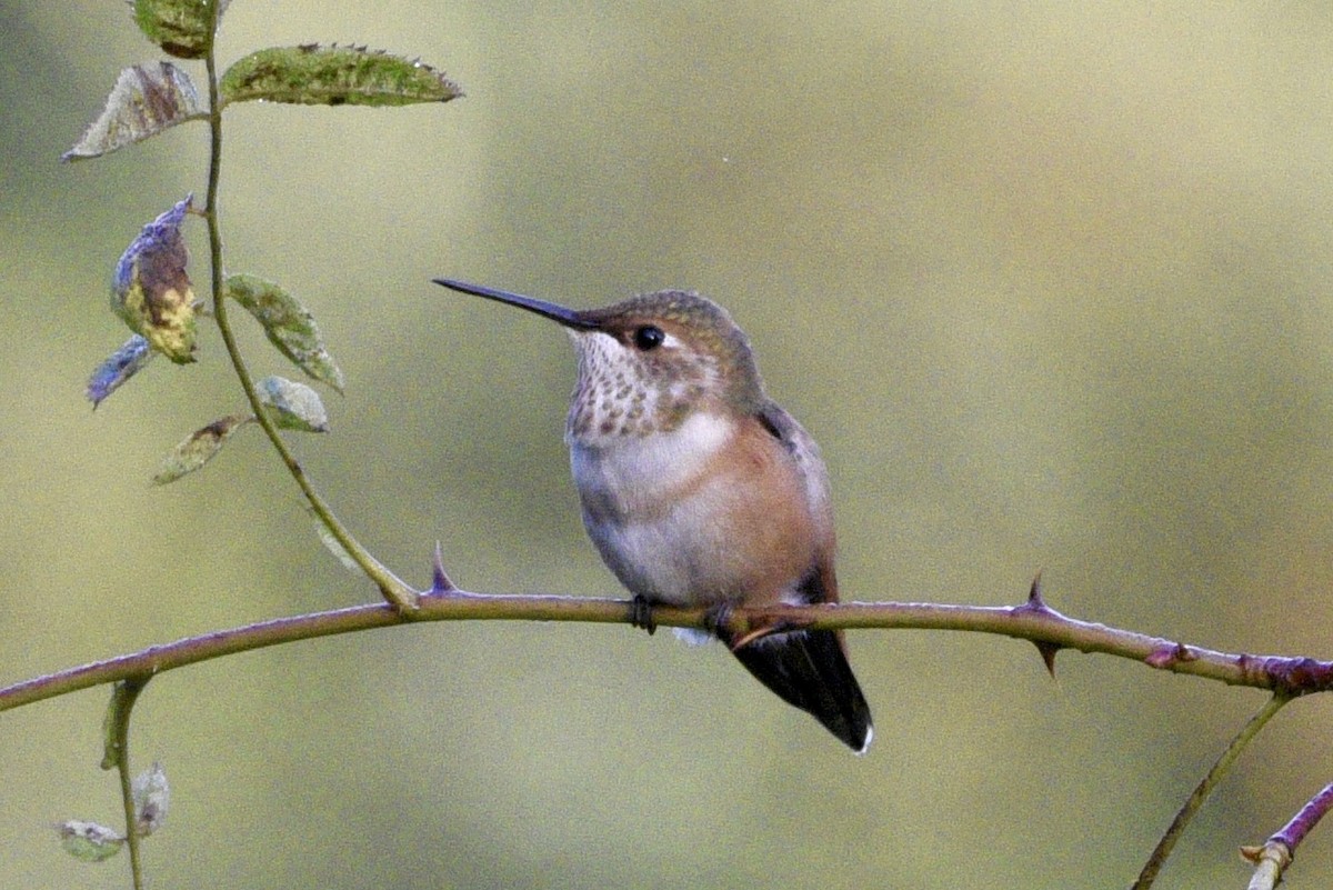 Rufous Hummingbird - ML623205942