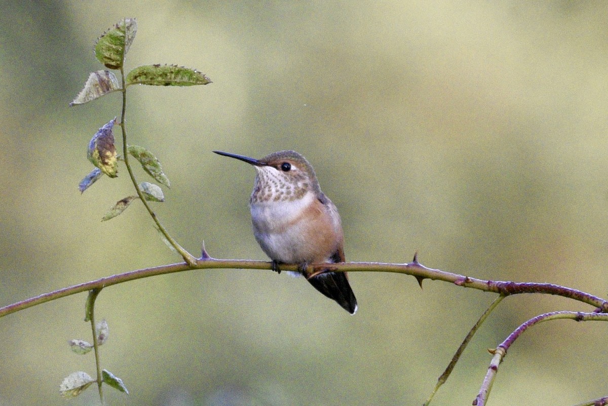 Rufous Hummingbird - ML623205943