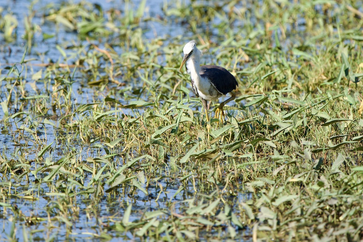 Pied Heron - Willem Van Bergen