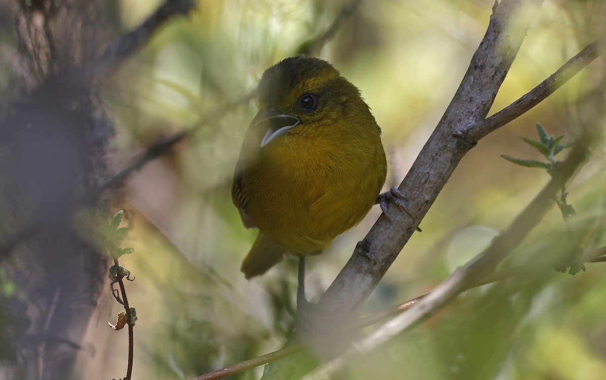 Parodi's Hemispingus - ML623205951