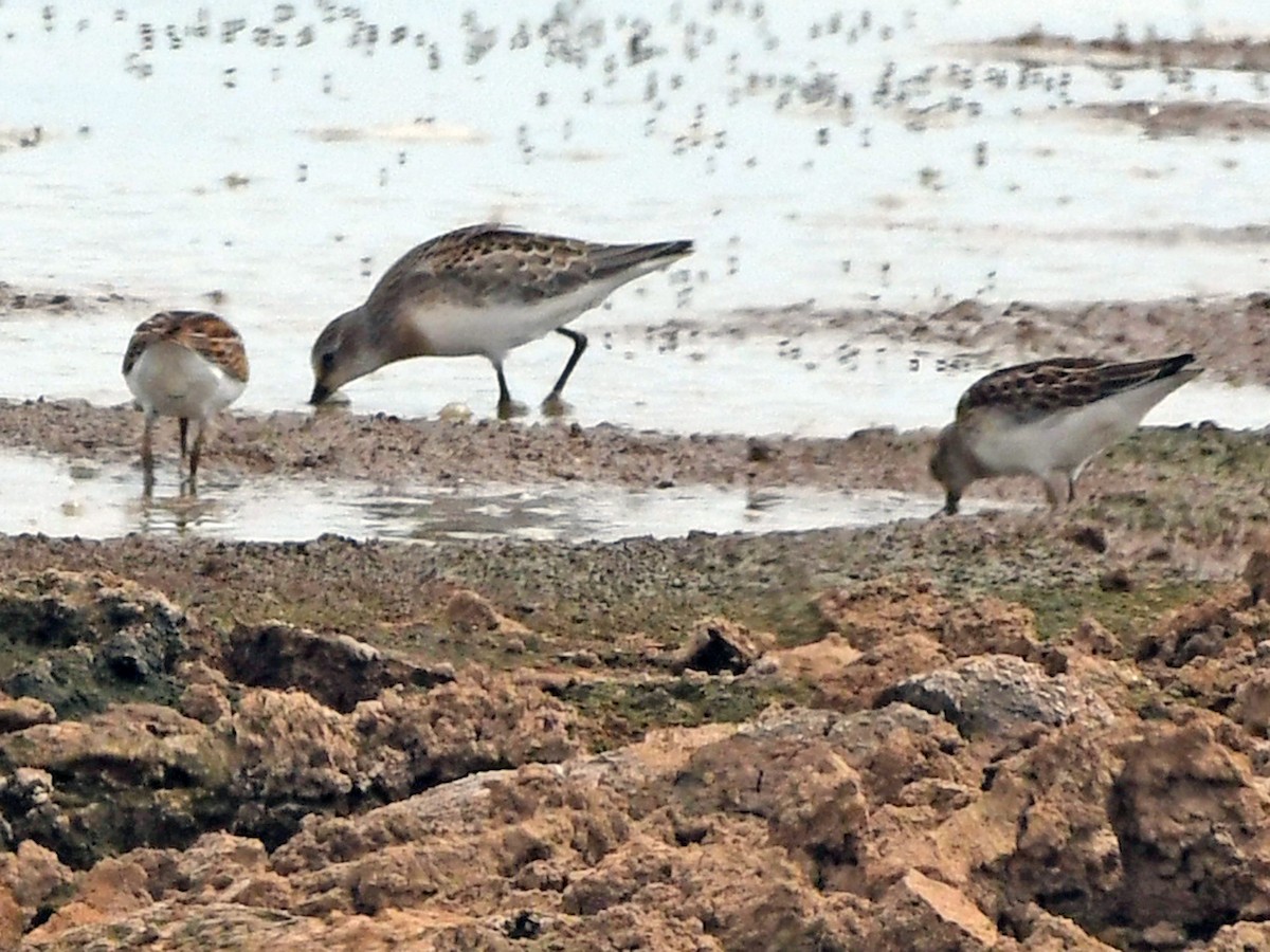 Western Sandpiper - ML623205955