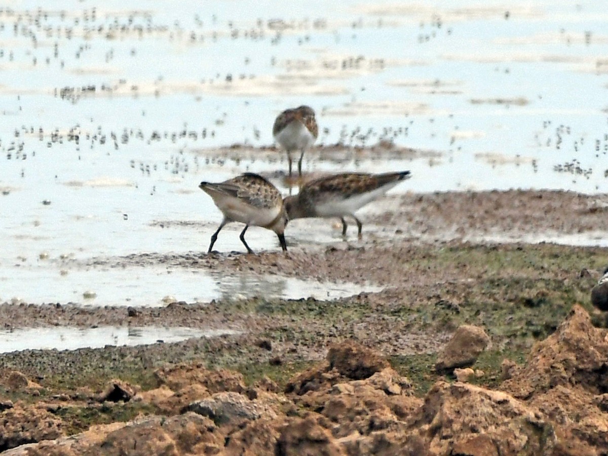 Western Sandpiper - ML623205956