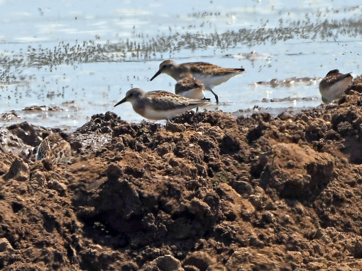 Western Sandpiper - ML623205957