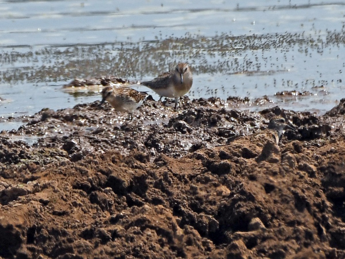 Western Sandpiper - ML623205958