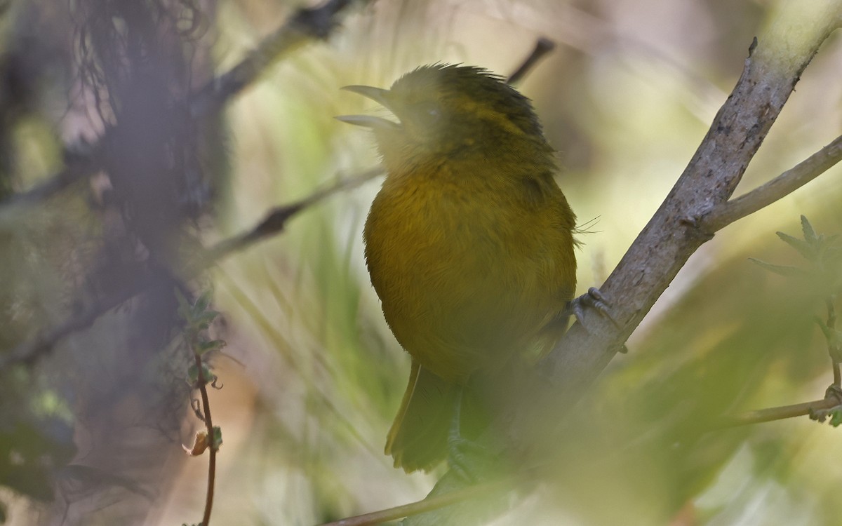 Parodi's Hemispingus - ML623205962