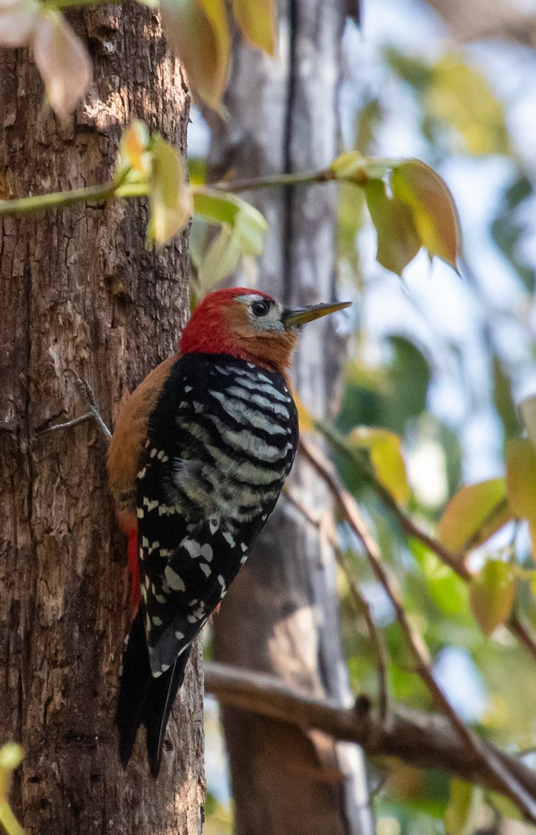 Rufous-bellied Woodpecker - ML623205964