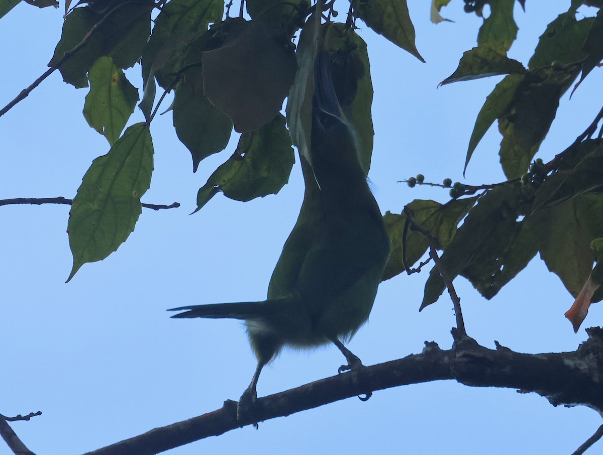 Groove-billed Toucanet - ML623205968