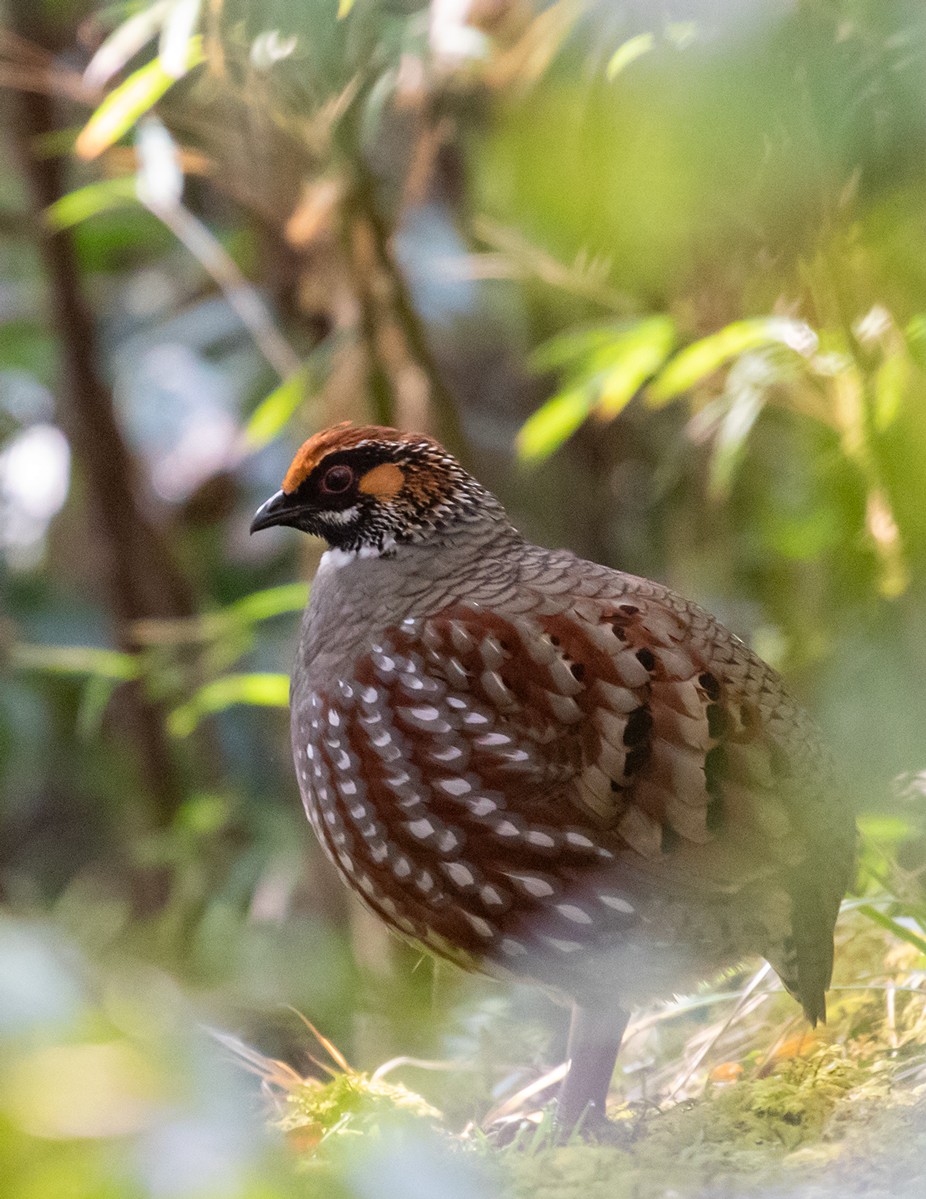 Hill Partridge - ML623205976