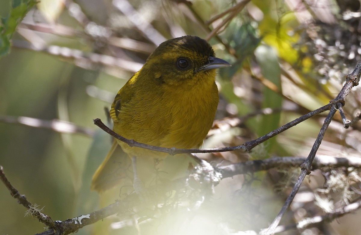 Parodi's Hemispingus - ML623205977