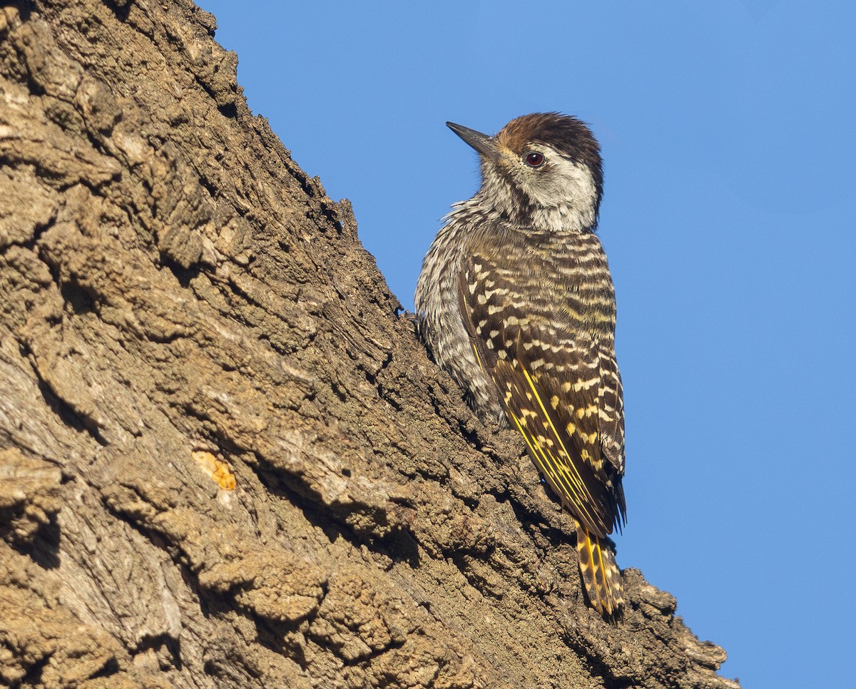 Cardinal Woodpecker - ML623205982