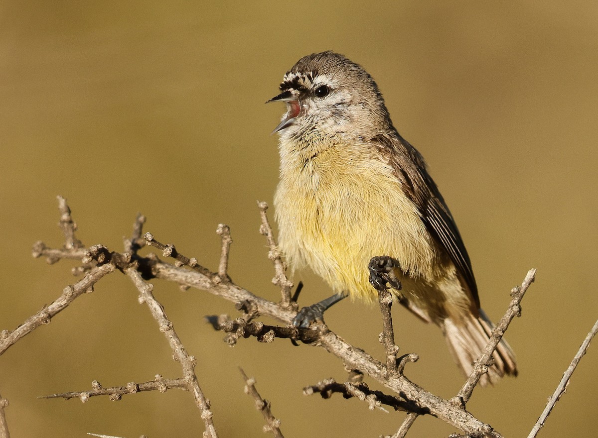 Southern Penduline-Tit - ML623205988