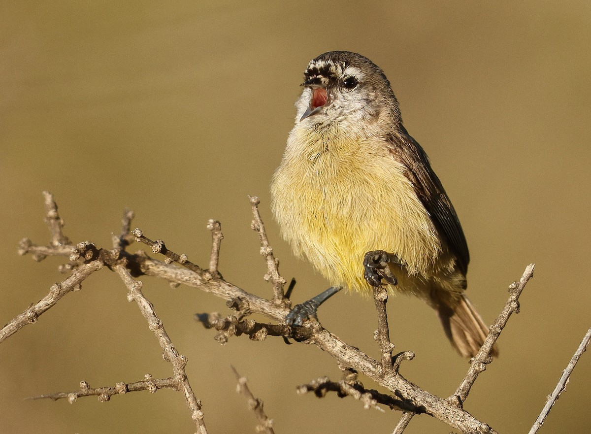 Southern Penduline-Tit - ML623205989