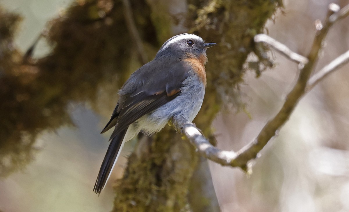 Rufous-breasted Chat-Tyrant - ML623205993