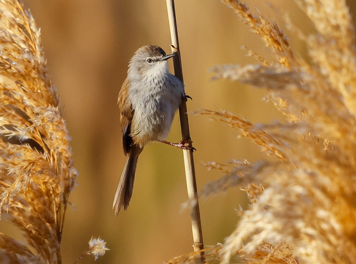 Namaqua Warbler - ML623206004