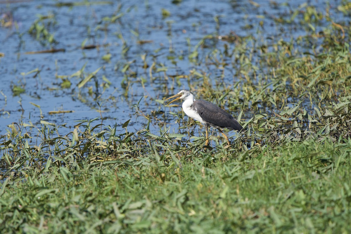 Pied Heron - ML623206009