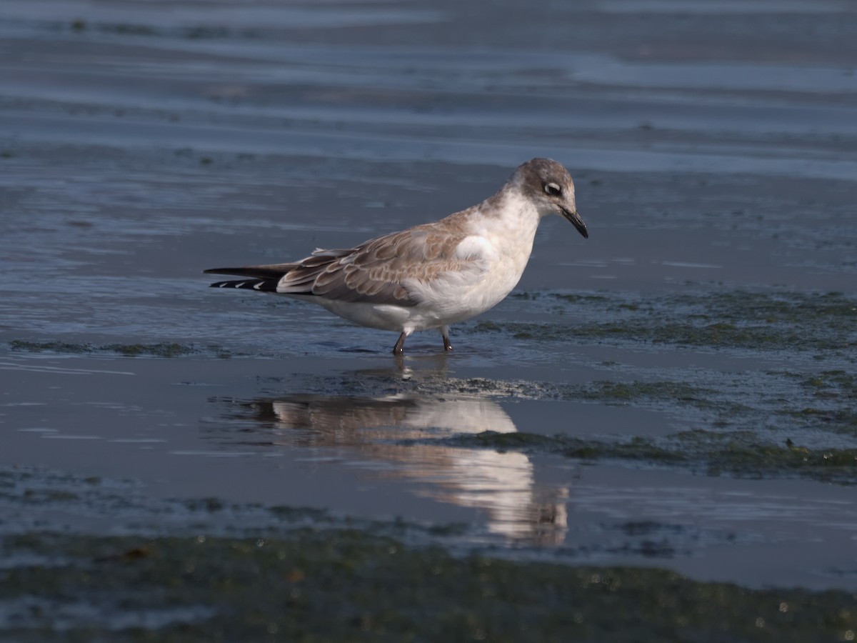 Franklin's Gull - ML623206011