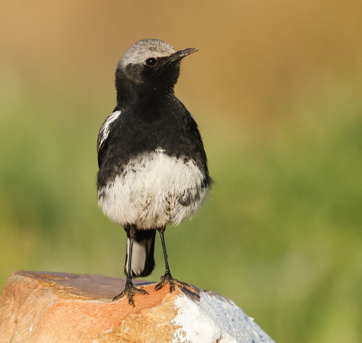 Mountain Wheatear - ML623206019