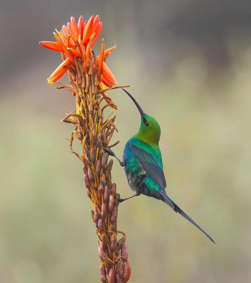 Malachite Sunbird - ML623206020