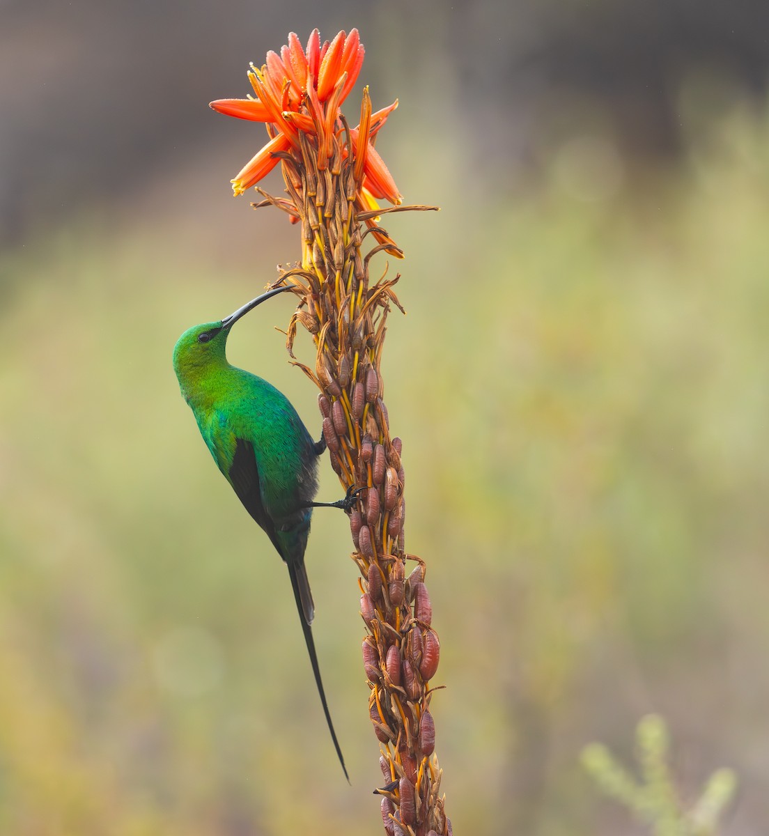 Malachite Sunbird - Adam Buckham