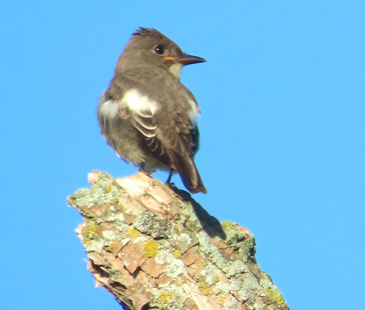 Olive-sided Flycatcher - ML623206044