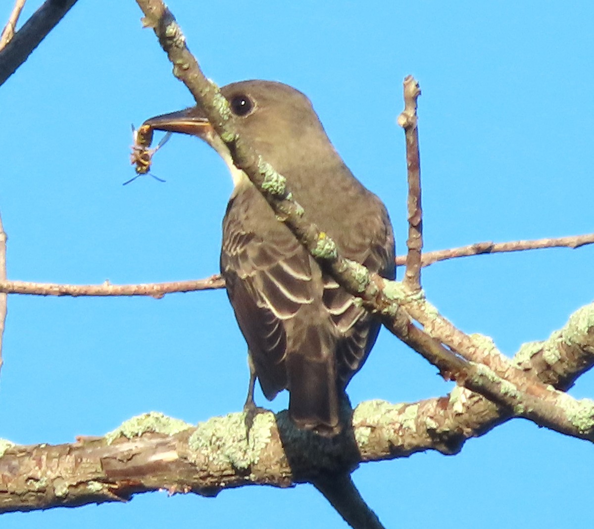 Olive-sided Flycatcher - ML623206064