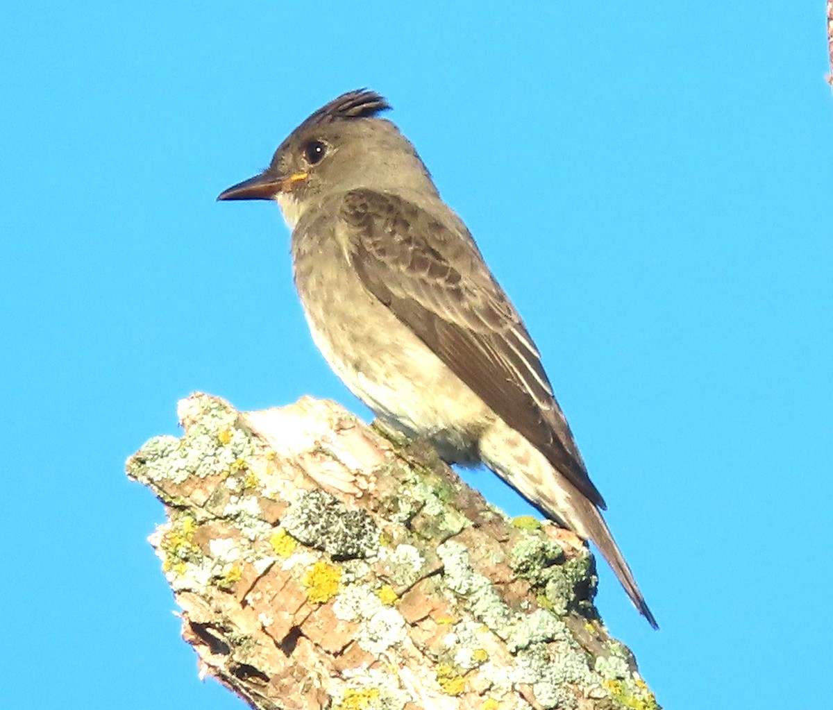 Olive-sided Flycatcher - ML623206076