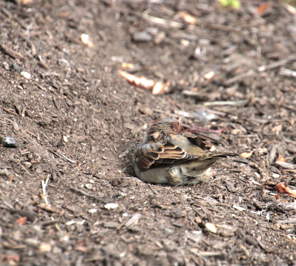 House Sparrow - Samuel Harris